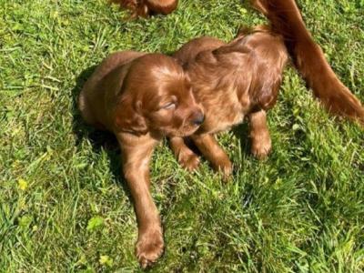 Irish Red Setter puppies in Tipperary