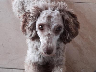 Poodle for stud in Waterford