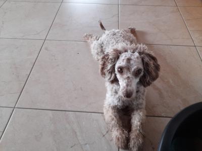 Poodle for stud in Waterford