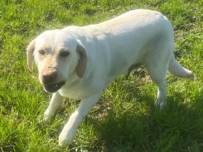 Female Golden Labrador in Kildare