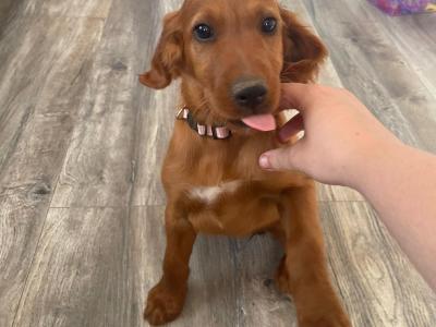 Irish Red Setter puppies in Tipperary