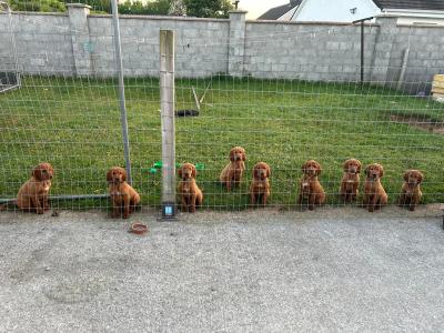 Irish Red Setter puppies in Tipperary