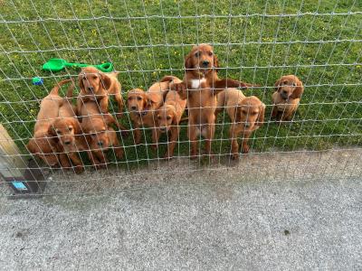Irish Red Setter puppies in Tipperary