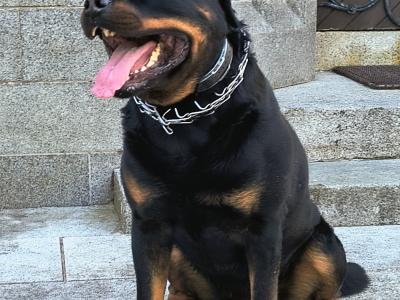 Riccardo the Rottweiler in Carlow