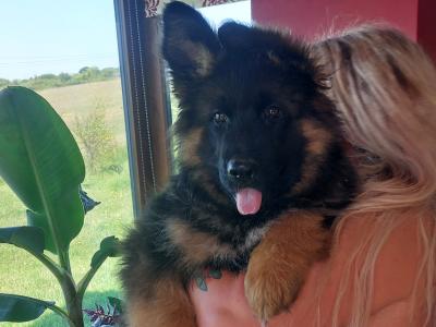 2 IKC Registered large longhaired German Shepherd puppies in Kerry