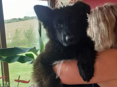 2 IKC Registered large longhaired German Shepherd puppies in Kerry