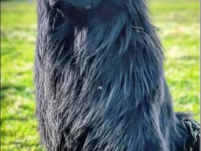 2 IKC Registered large longhaired German Shepherd puppies in Kerry