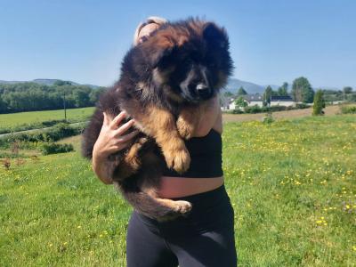 2 IKC Registered large longhaired German Shepherd puppies in Kerry