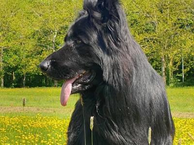 2 IKC Registered large longhaired German Shepherd puppies in Kerry