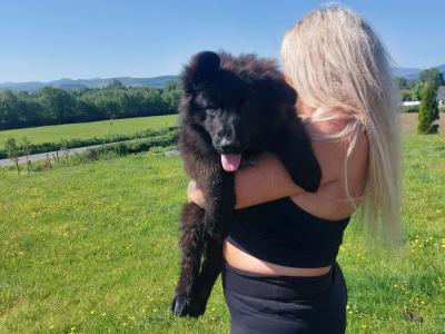 2 IKC Registered large longhaired German Shepherd puppies in Kerry