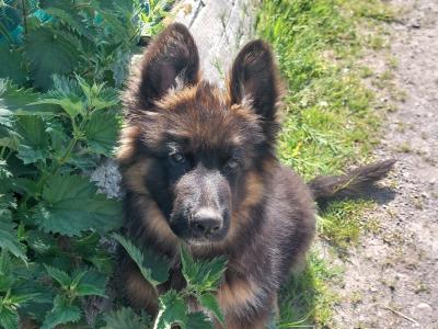 2 IKC Registered large longhaired German Shepherd puppies in Kerry