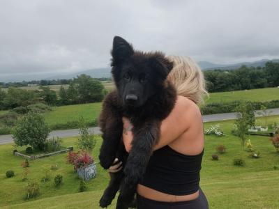 2 IKC Registered large longhaired German Shepherd puppies in Kerry