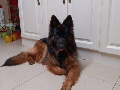 2 IKC Registered large longhaired German Shepherd puppies in Kerry