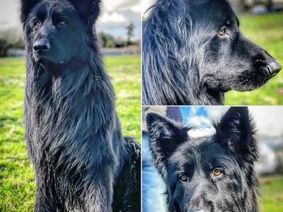 2 IKC Registered large longhaired German Shepherd puppies in Kerry