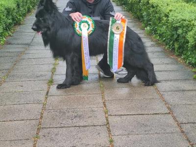 2 IKC Registered large longhaired German Shepherd puppies in Kerry