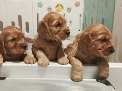 Cocker Spaniel puppies in Laois (Health tested parents)