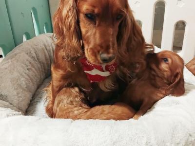Cocker Spaniel puppies in Laois (Health tested parents)