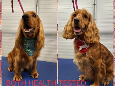 Cocker Spaniel puppies in Laois (Health tested parents)