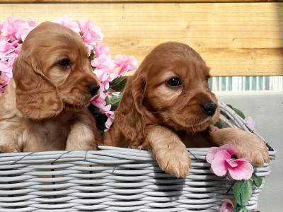 Cocker Spaniel puppies in Laois (Health tested parents)