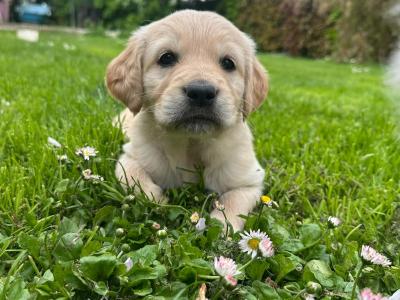 IKC Registered Golden Retriever puppies in Tipperary