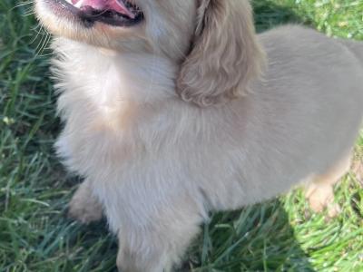 F1b Cavachon puppies in Carlow