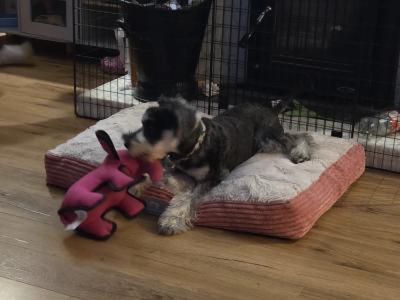 IKC Registered male Schnauzer puppy in Wexford Call 0897069300