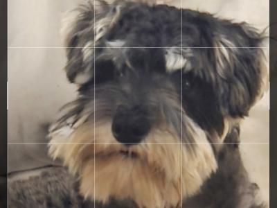 IKC Registered male Schnauzer puppy in Wexford Call 0897069300