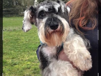 IKC Registered male Schnauzer puppy in Wexford Call 0897069300
