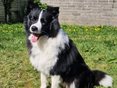Loki - IKC registered Border Collie