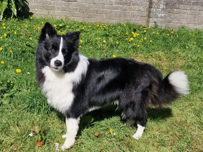 Loki - IKC registered Border Collie