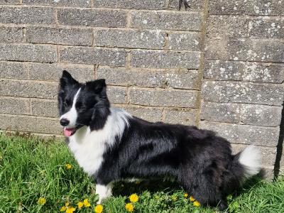 Loki - IKC registered Border Collie