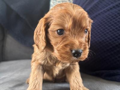 Golden Doodle x Cavalier King Charles puppies in Longford