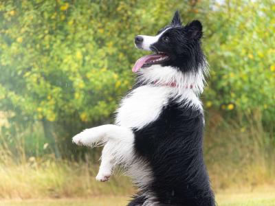 Loki - IKC registered Border Collie