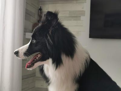 Loki - IKC registered Border Collie