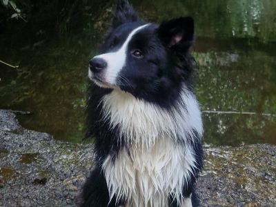 Loki - IKC registered Border Collie