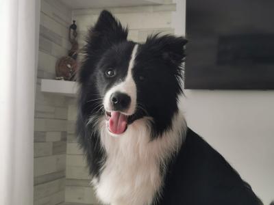 Loki - IKC registered Border Collie