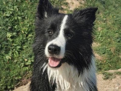 Loki - IKC registered Border Collie