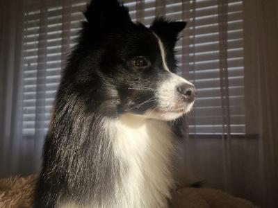 Loki - IKC registered Border Collie