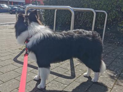 Loki - IKC registered Border Collie