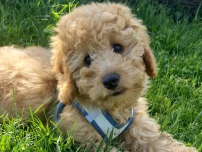 IKC Registered male Miniature Poodle puppy 3 months old in Wicklow