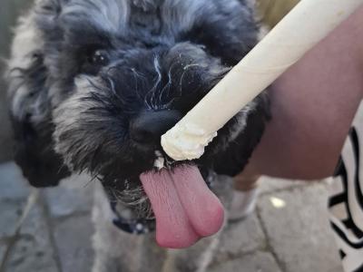 Poochon For Stud