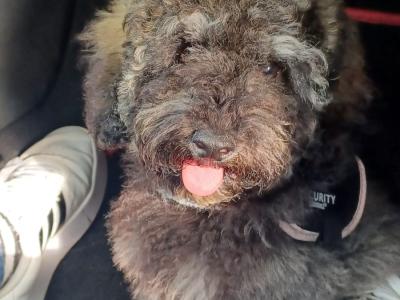 Poochon For Stud