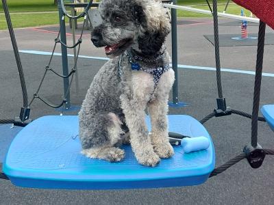 Poochon For Stud