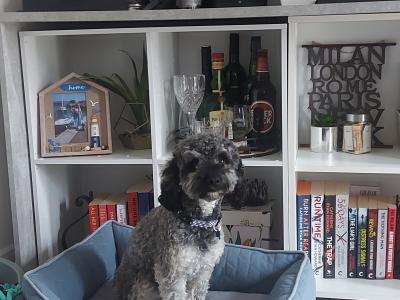 Poochon For Stud