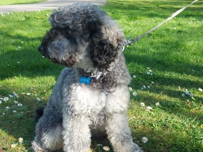 Poochon For Stud