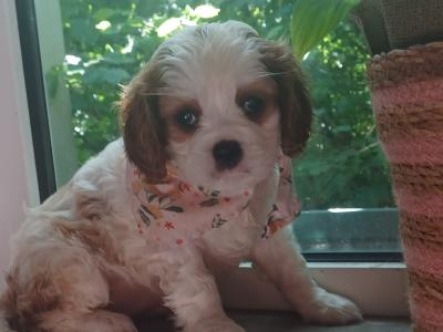 Female Gentle Temperment Cavalier King Charles puppies in Mayo