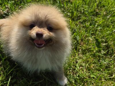 Male Pomeranian puppy for sale in Galway - WhatsApp me 0857667050