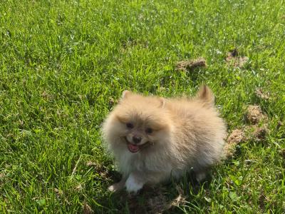 Male Pomeranian puppy for sale in Galway - WhatsApp me 0857667050
