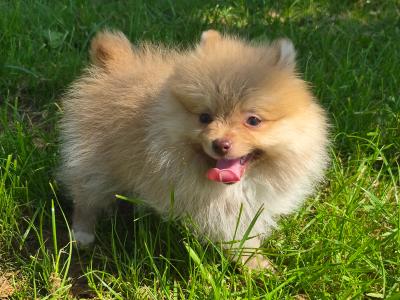 Male Pomeranian puppy for sale in Galway - WhatsApp me 0857667050