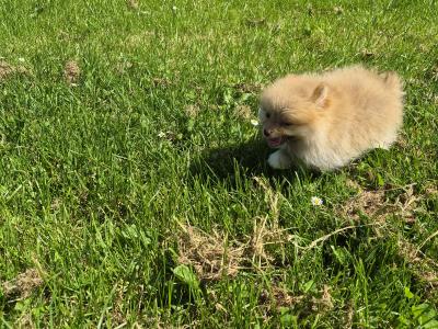 Male Pomeranian puppy for sale in Galway - WhatsApp me 0857667050